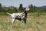 DALMATIEN 355
